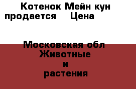 Котенок Мейн кун продается  › Цена ­ 10 000 - Московская обл. Животные и растения » Кошки   . Московская обл.
